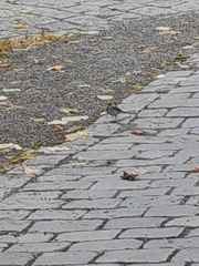 Motacilla alba