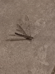 Distoleon tetragrammicus