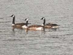 Branta canadensis