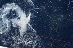 Isurus paucus