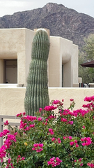 Cephalocereus polylophus