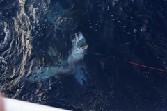Isurus paucus