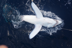Isurus paucus