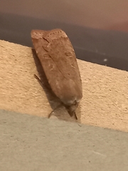 Noctua comes