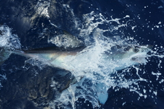 Isurus paucus