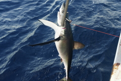 Isurus paucus