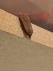 Noctua comes