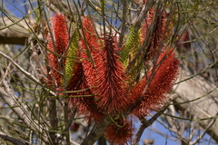 Hakea bucculenta