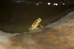 Anomaloglossus beebei