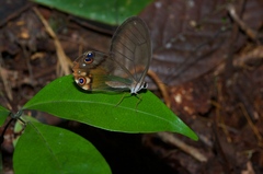 Haetera