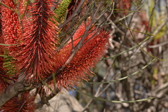 Hakea bucculenta