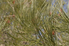 Hakea bucculenta