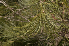 Hakea bucculenta