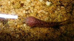 Callichthyidae