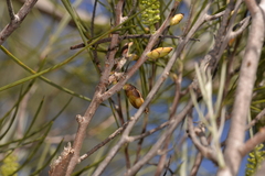 Hakea bucculenta