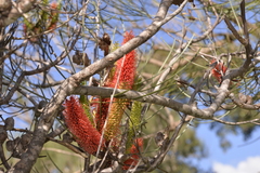 Hakea bucculenta