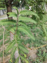 Metasequoia glyptostroboides