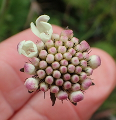 Scabiosa drakensbergensis