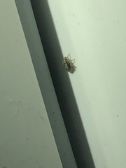 Salticidae
