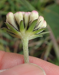 Scabiosa drakensbergensis