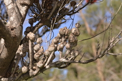 Hakea bucculenta
