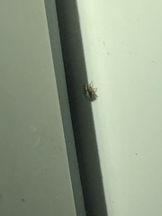 Salticidae