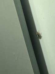 Salticidae