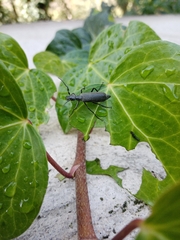 Epicauta curvicornis