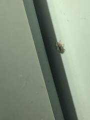 Salticidae