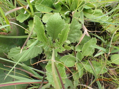 Scabiosa drakensbergensis