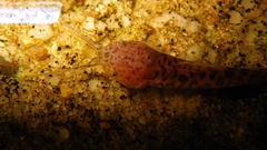 Callichthyidae