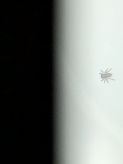 Salticidae