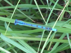 Enallagma cyathigerum