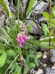 Hedysarum occidentale