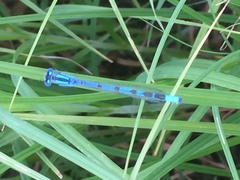 Enallagma cyathigerum