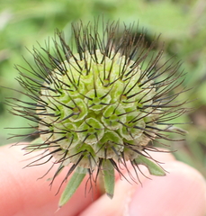 Scabiosa drakensbergensis