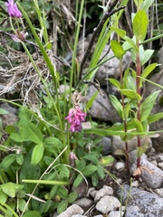 Hedysarum occidentale