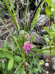 Hedysarum occidentale