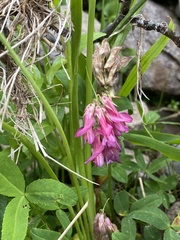 Hedysarum occidentale