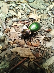 Carabus obsoletus