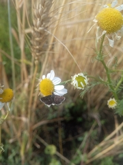 Heliothela wulfeniana