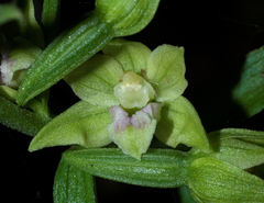 Epipactis exilis