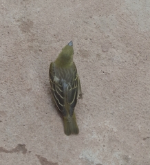 Passeriformes
