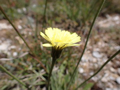 Leontodon asperrimus