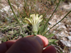 Leontodon asperrimus