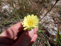 Leontodon asperrimus