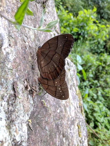 Faunis aerope