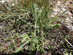 Leontodon asperrimus