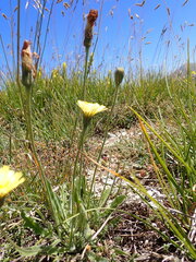 Leontodon asperrimus