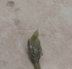 Passeriformes
